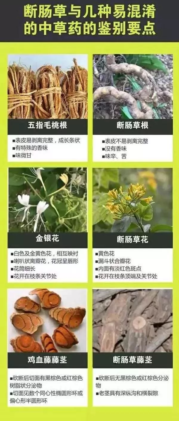 广东省市场监管局发布消费提醒谨防误食断肠草中毒